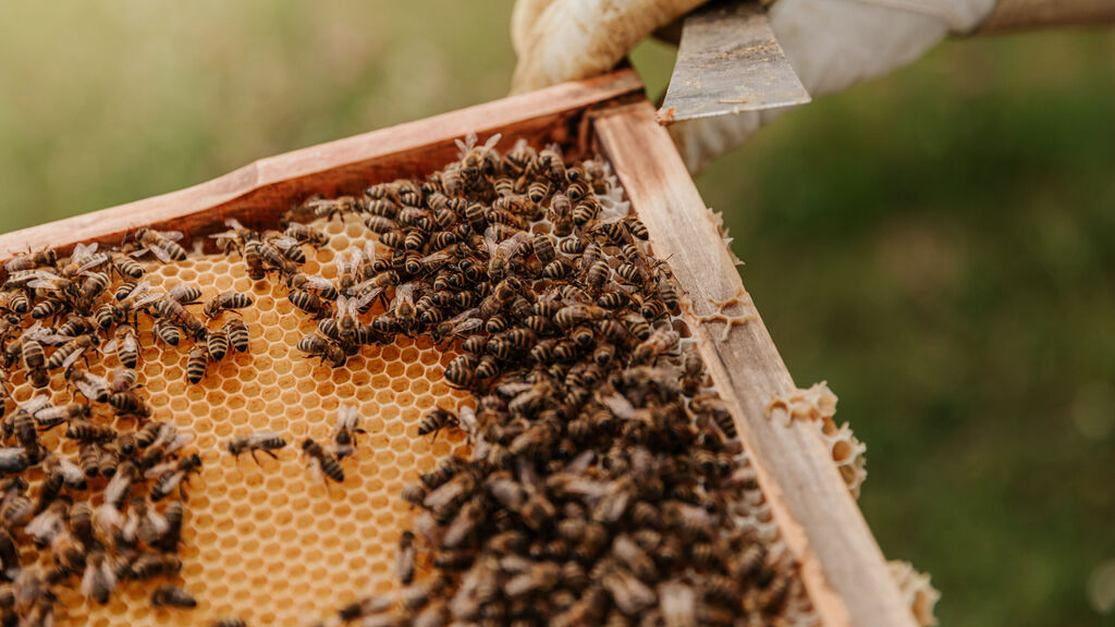 Bee Case 01
