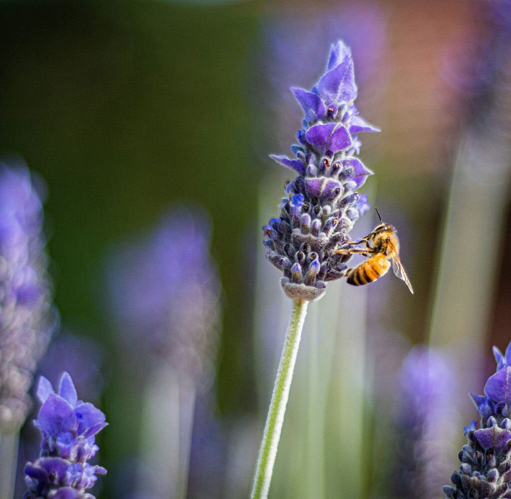 Bee Case 05