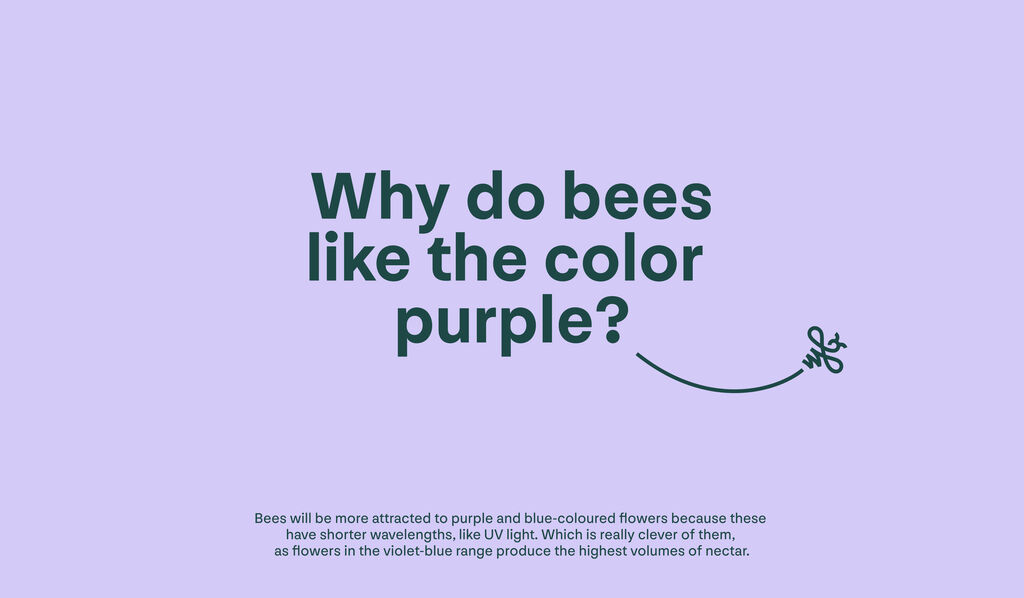 Bee Case 12